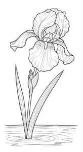 coloriage Iris et decoupage