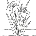 coloriage Iris a telecharger
