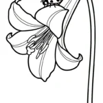 coloriage Lys educatif pour enfant