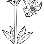 télécharger coloriage Lys gratuit