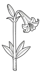 télécharger coloriage Lys gratuit