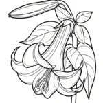 télécharger coloriage Lys gratuit