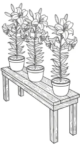 coloriage Lys a imprimer pour enfant de 4 ans