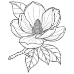 Magnolia