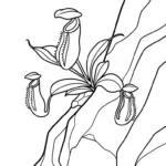 coloriage Nepenthes gratuit
