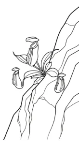 coloriage Nepenthes gratuit