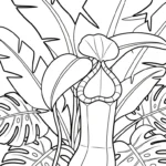 coloriage Nepenthes et dessins