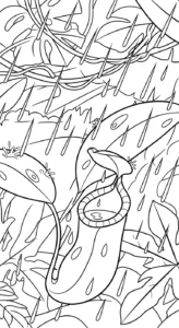 coloriage Nepenthes pour enfants à imprimer