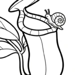 télécharger coloriage Nepenthes gratuit