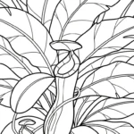coloriage Nepenthes à imprimer pdf gratuit