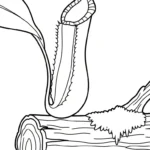 imprimer coloriage Nepenthes