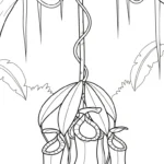 coloriage Nepenthes a telecharger