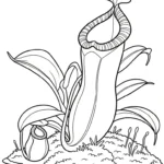 coloriage Nepenthes et decoupage