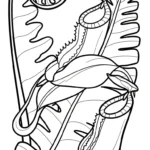 coloriage Nepenthes à imprimer pour enfant de 4 ans