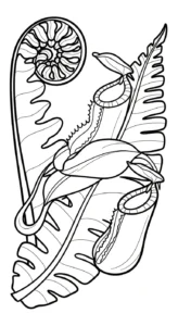 coloriage Nepenthes à imprimer pour enfant de 4 ans
