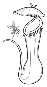 coloriage Nepenthes pour enfant à imprimer