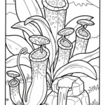 imprimer coloriage Nepenthes