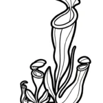 coloriage Nepenthes à imprimer pour enfant de 9 ans