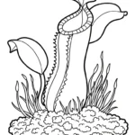 coloriage Nepenthes pour enfant de 3 ans