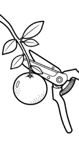 télécharger coloriage Orange gratuit