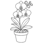 Orchidée