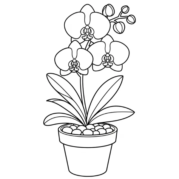 Tranh tô màu Orchidée