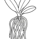 coloriage Orchidée et découpage à imprimer