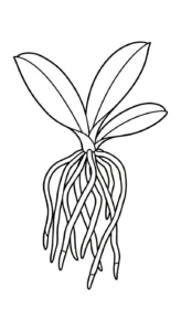 coloriage Orchidée et découpage à imprimer