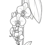 coloriage Orchidée de pour enfants