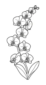 coloriage Orchidée à imprimer pour enfant de 8 ans