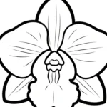 coloriage Orchidée en ligne
