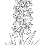 coloriage Orchidée à imprimer pdf gratuit