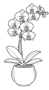 coloriage Orchidée à imprimer gratuit