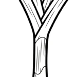 coloriage Legumes à imprimer kawaii