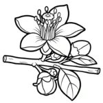 coloriage Chérimole pour enfants a imprimer
