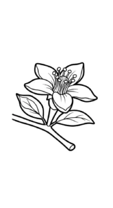 coloriage Chérimole gratuit à imprimer