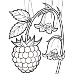 Framboise