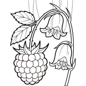 Framboise