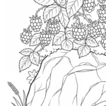 coloriage Framboise pour enfant