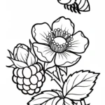 coloriage Framboise et dessin a imprimer