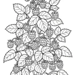 coloriage Framboise à imprimer a4