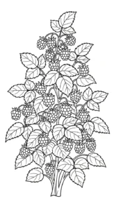 coloriage Framboise à imprimer a4