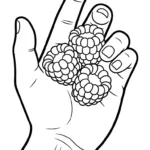 coloriage Framboise a telecharger