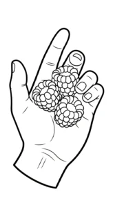coloriage Framboise a telecharger