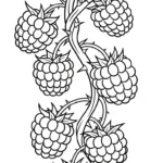 coloriage Framboise a dessiner et imprimer