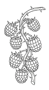 coloriage Framboise a dessiner et imprimer