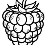 coloriage Framboise pour enfant gratuit