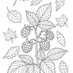 imprimer coloriage Framboise pour enfant