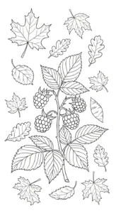 imprimer coloriage Framboise pour enfant