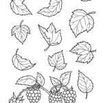 coloriage Framboise a imprimer pour enfant de 4 ans